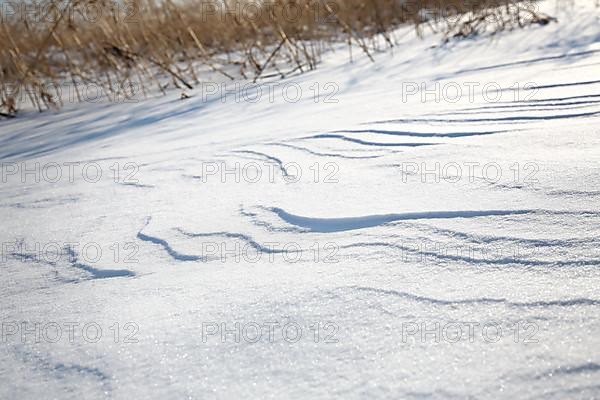 Snow drifts caused by wind from powder snow look like dunes and form bizarre patterns and structures,