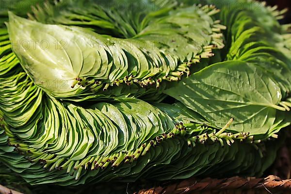 Betel, betel pepper plant or betel pepper leaf at Mani Sithu Market. Nyaung-U