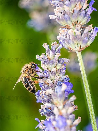 European Honey Bee,