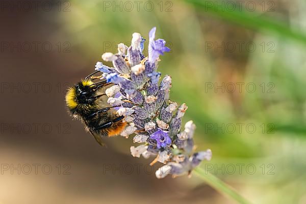 Red-tailed Bumblebee,