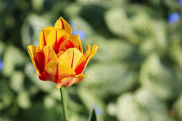 Tulip seen in Bad Saulgau. Sigmaringen, Tuebingen