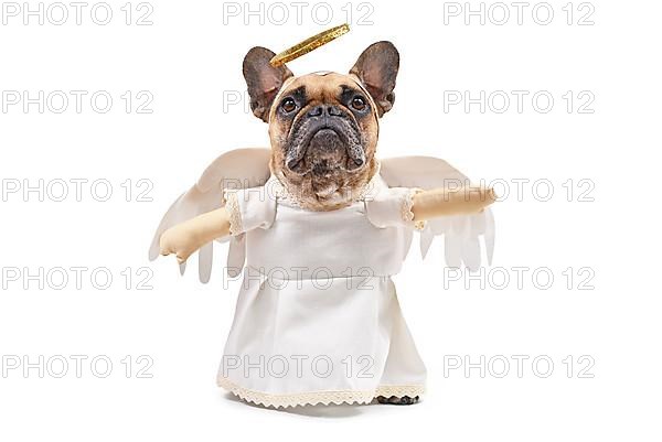 French Bulldog dog dressed up with angel costume with white dress, fake arms