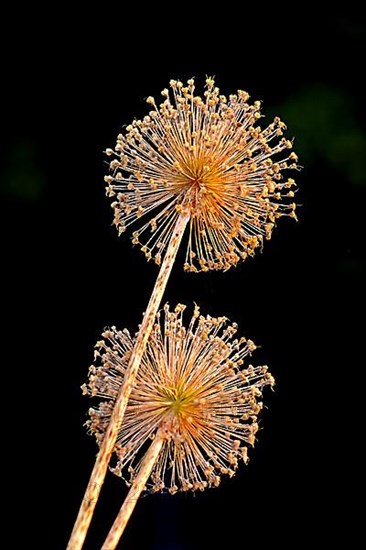 Dried flowers, ornamental garlic