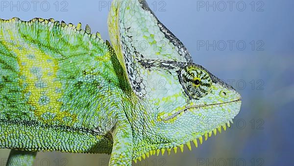 Close up of Veiled chameleon,