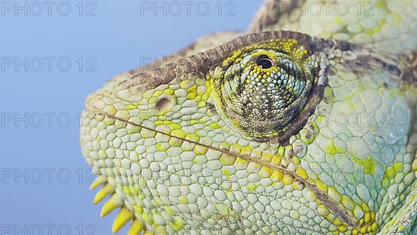 Close-up portrait of Veiled chameleon,