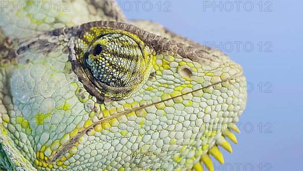 Close-up portrait of Veiled chameleon,