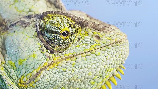 Close-up portrait of Veiled chameleon,