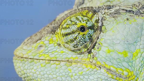 Close-up portrait of Veiled chameleon,