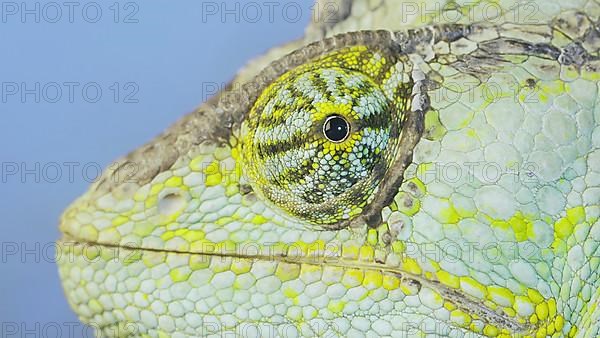 Close-up portrait of Veiled chameleon,