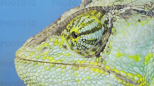 Close-up portrait of Veiled chameleon,