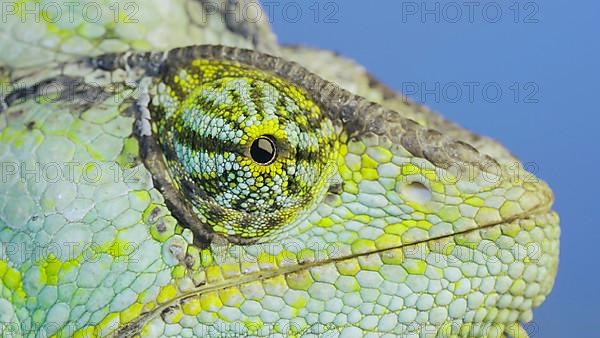 Close-up portrait of Veiled chameleon,