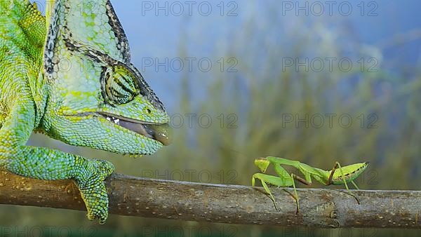 Close up of Veiled chameleon,