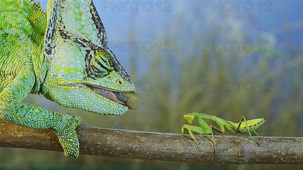 Close up of Veiled chameleon,