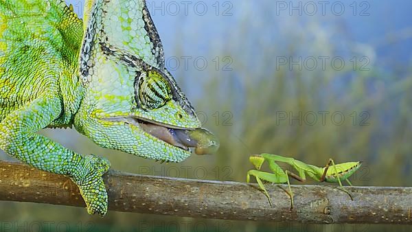 Close up of Veiled chameleon,