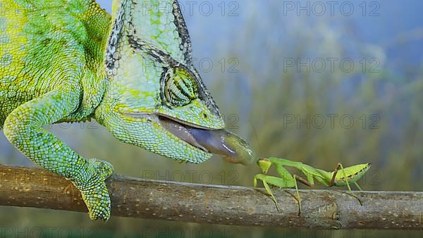 Close up of Veiled chameleon,