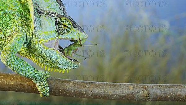 Close up of Veiled chameleon,