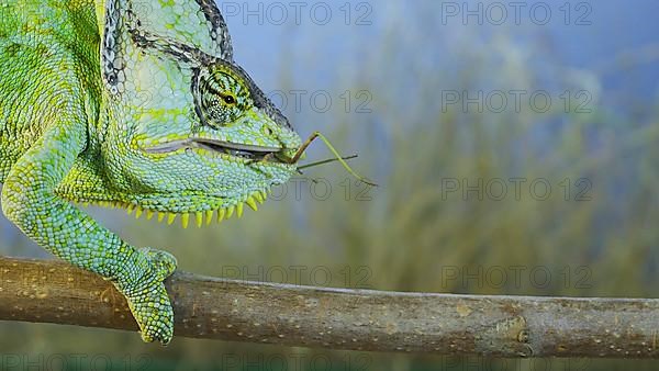 Close up of Veiled chameleon,