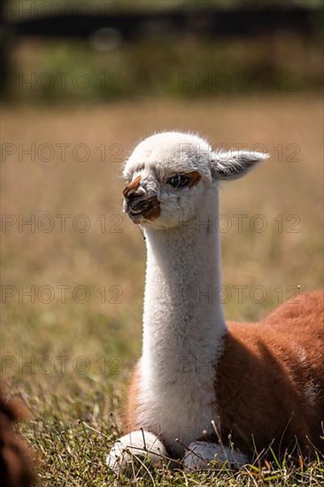 Alpaca,