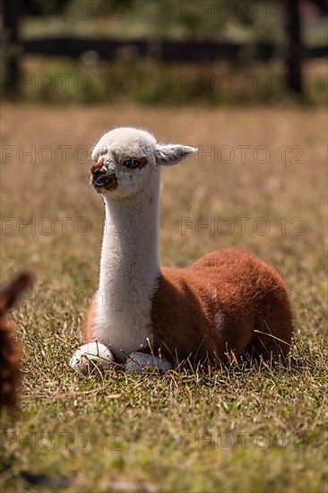 Alpaca,