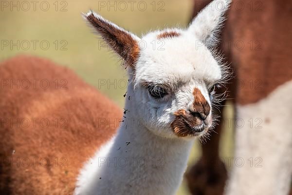 Alpaca,