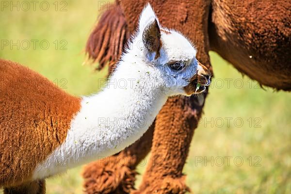 Alpaca,