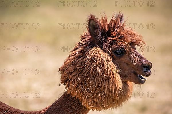 Brown shorn funny alpaca,