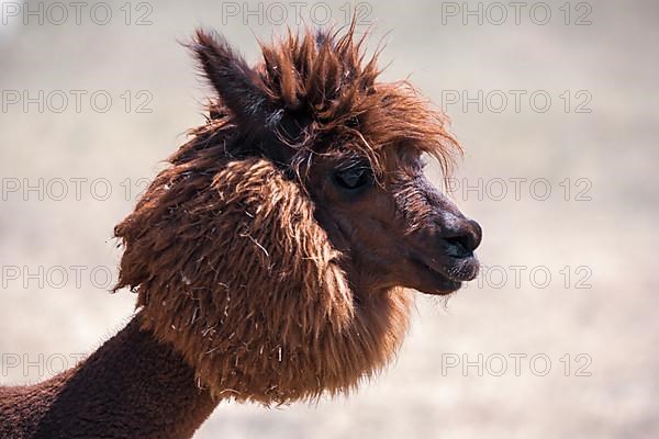 Brown shorn funny alpaca,