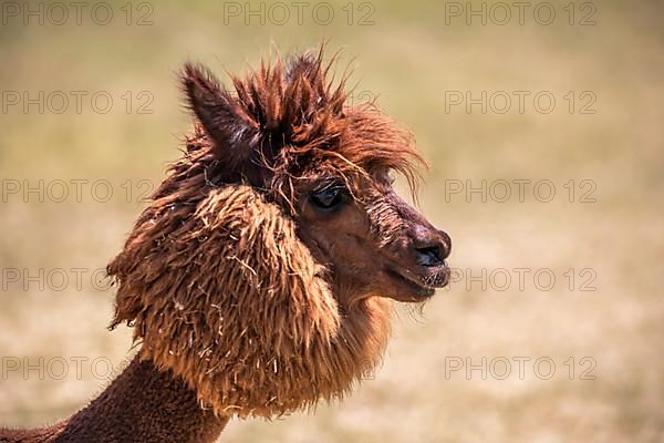 Brown shorn funny alpaca,