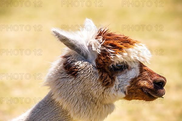 Brown white shorn funny alpaca,