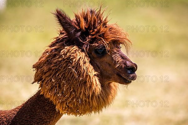 Brown shorn funny alpaca,