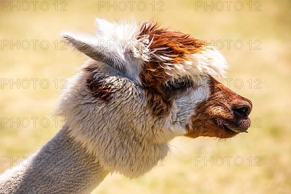 Brown white shorn funny alpaca,