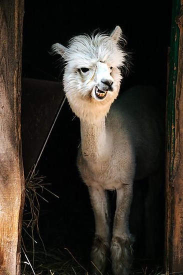 White funny alpaca,