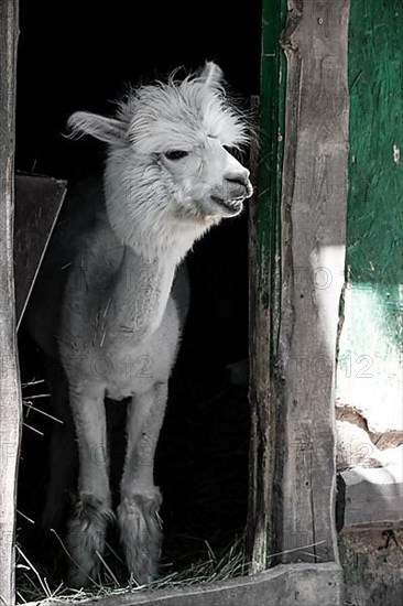 White funny alpaca,