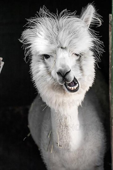 White funny alpaca,