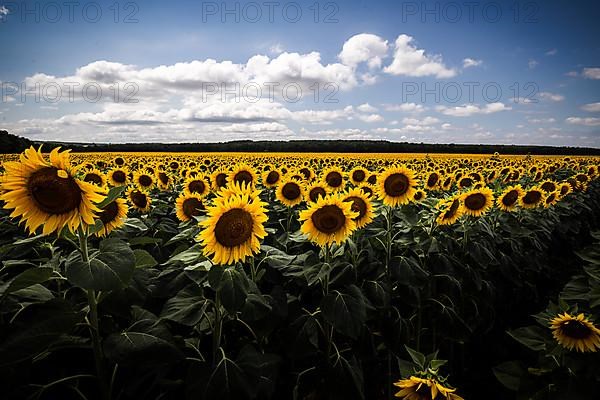 Sunflower field in a landscape during the day and sunshine, Balaton
