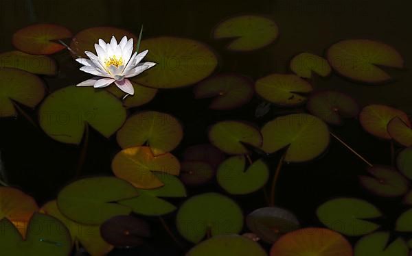 European white water lily,