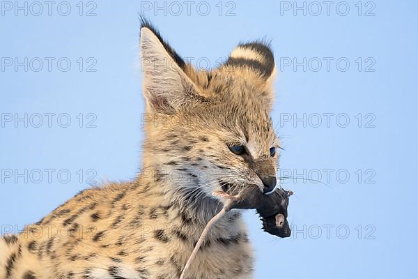 Serval,