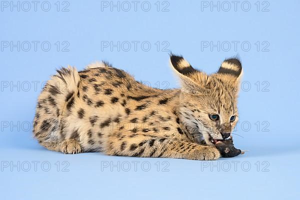 Serval,