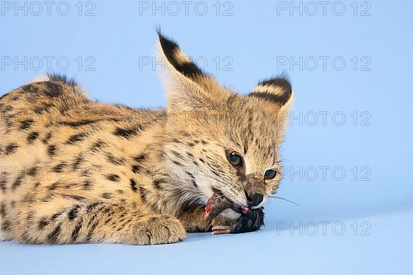 Serval,