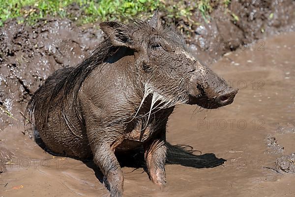 Common warthog,