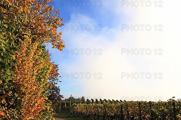 Rising fog in the vineyard near Volkach with a view of Vogelsburg Castle. Volkach, Kitzingen