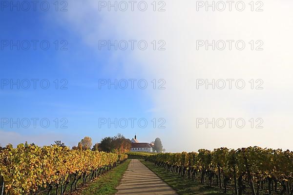 Rising fog in the vineyard near Volkach with a view of Vogelsburg Castle. Volkach, Kitzingen