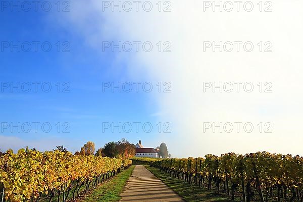 Rising fog in the vineyard near Volkach with a view of Vogelsburg Castle. Volkach, Kitzingen