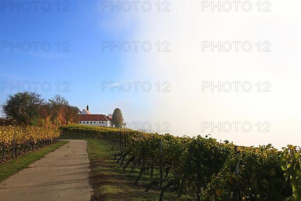 Rising fog in the vineyard near Volkach with a view of Vogelsburg Castle. Volkach, Kitzingen