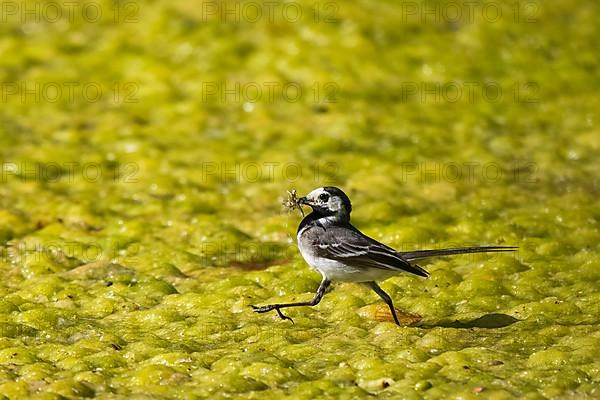 White wagtail,