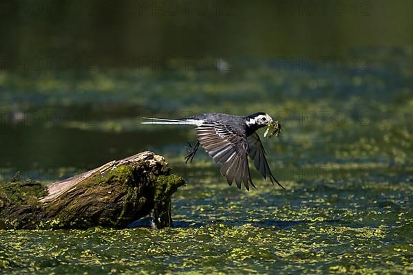 White wagtail,