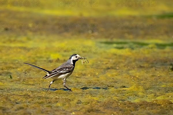 White wagtail,