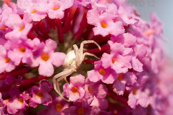 Goldenrod crab spider,