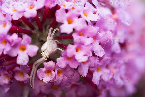 Goldenrod crab spider,