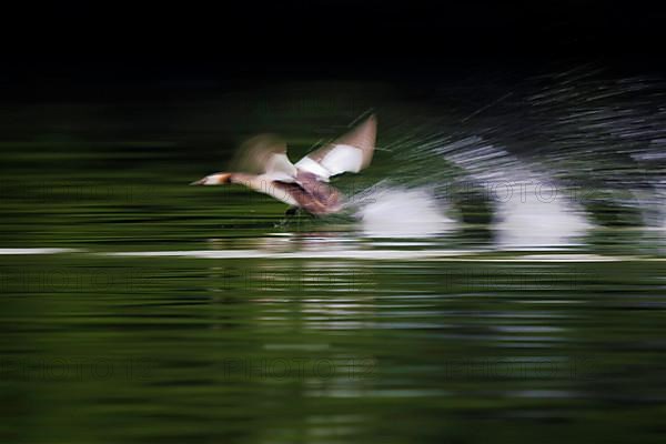 Great Crested Grebe,